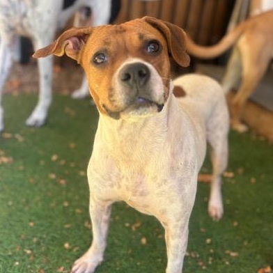 JOSIE, a Adoptable mixed breed in Cranston, RI image 2/3