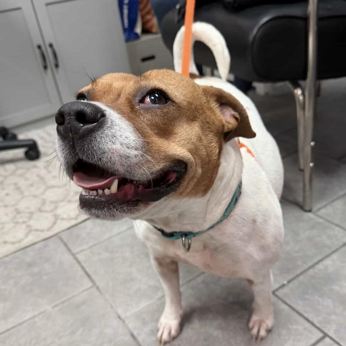 JOSIE, Adoptable, Adult Female Beagle & Pug.