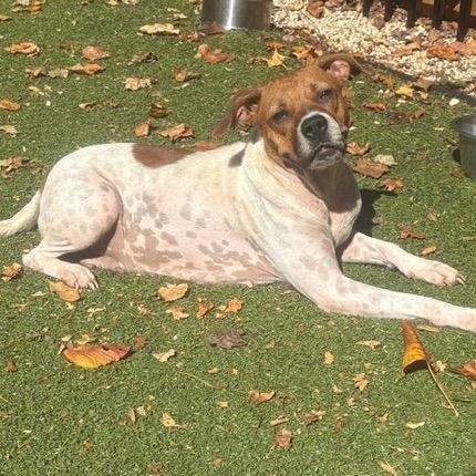 JOSIE, a Adoptable mixed breed in Cranston, RI image 3/3