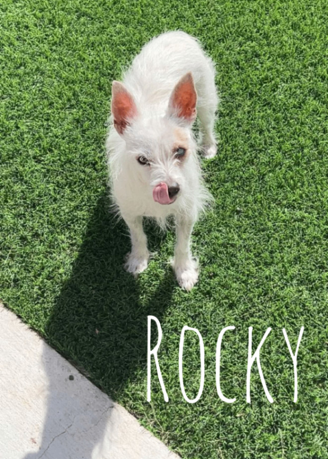 Rocky, Adoptable, Adult Male Terrier.