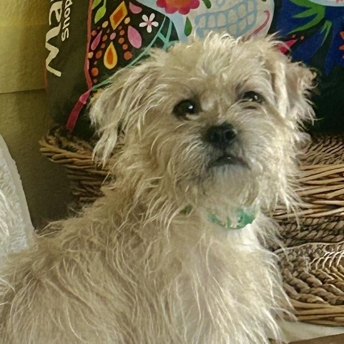 Maggie, adoptable, Adult Female Shih Tzu & Maltese.