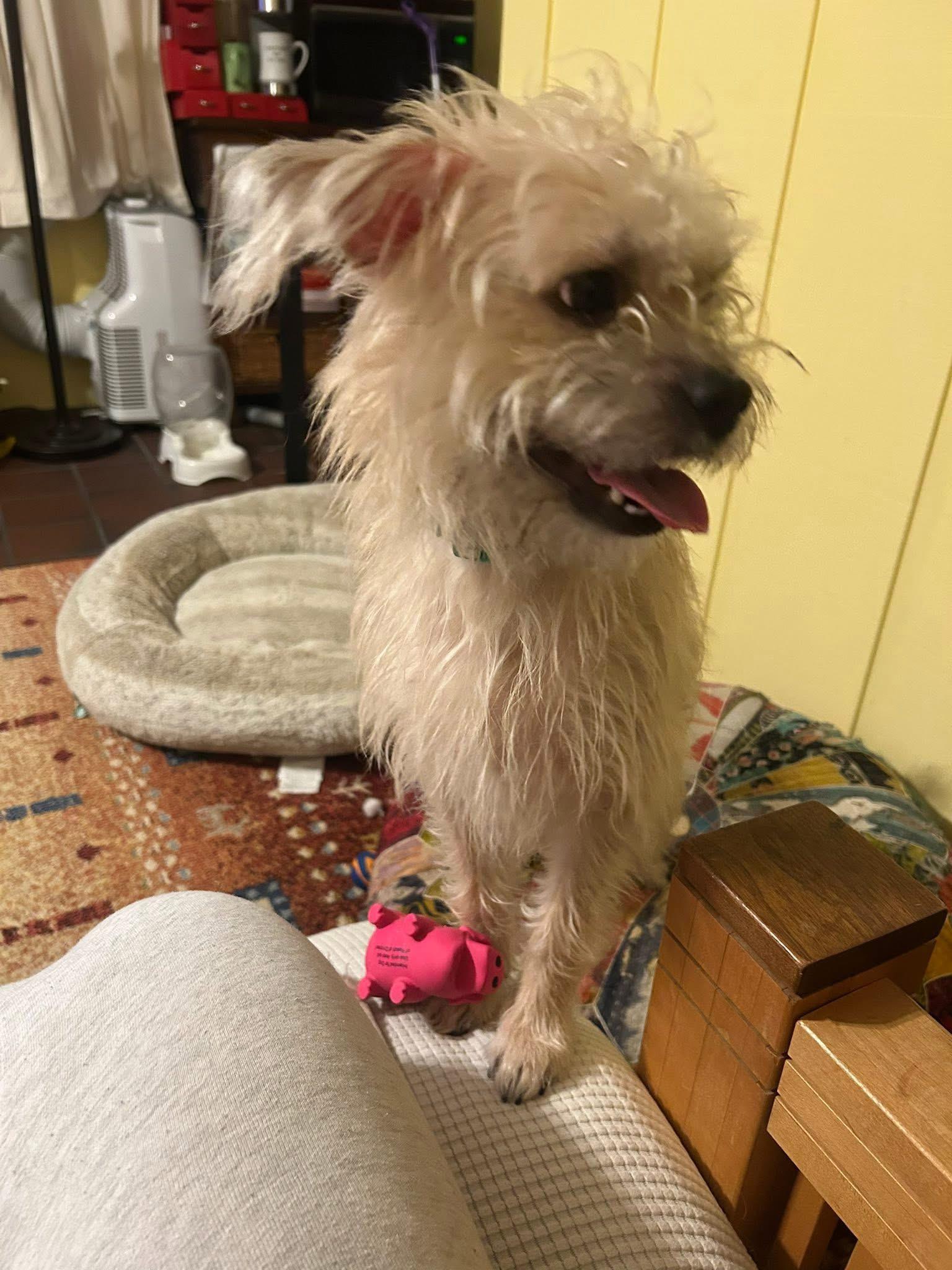 Enlarge Maggie, an adoptable mixed breed in Grosse Pointe Park, MI image 2/5