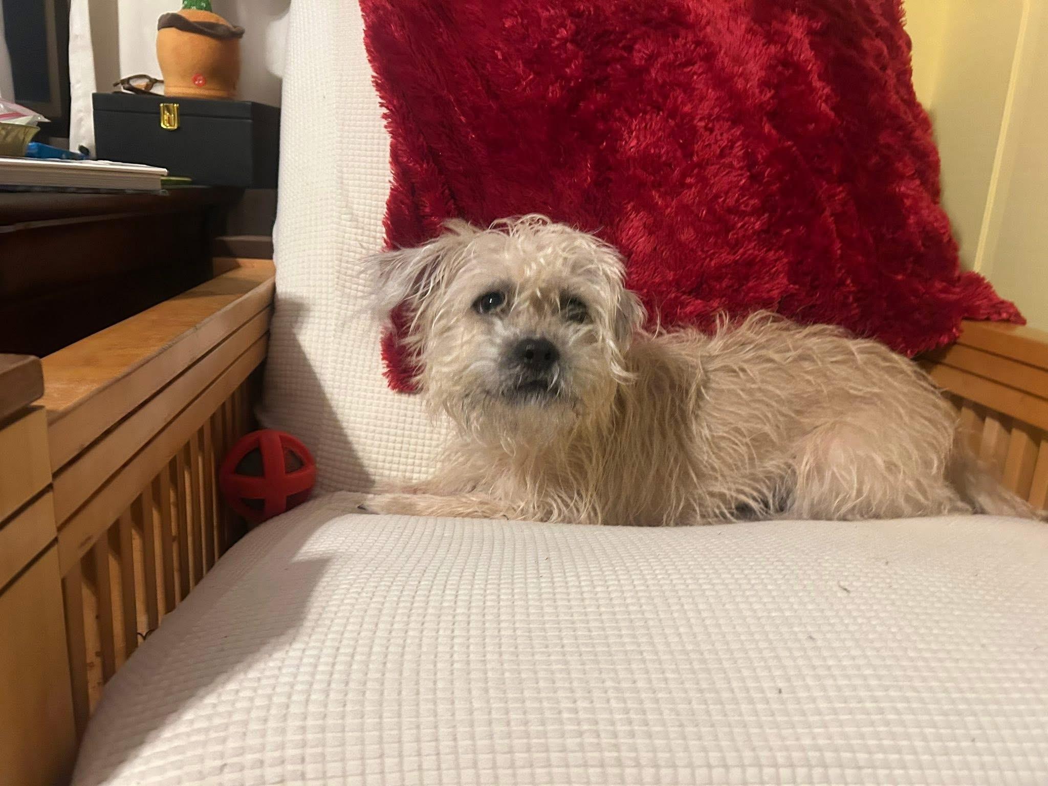 Enlarge Maggie, an adoptable mixed breed in Grosse Pointe Park, MI image 3/5