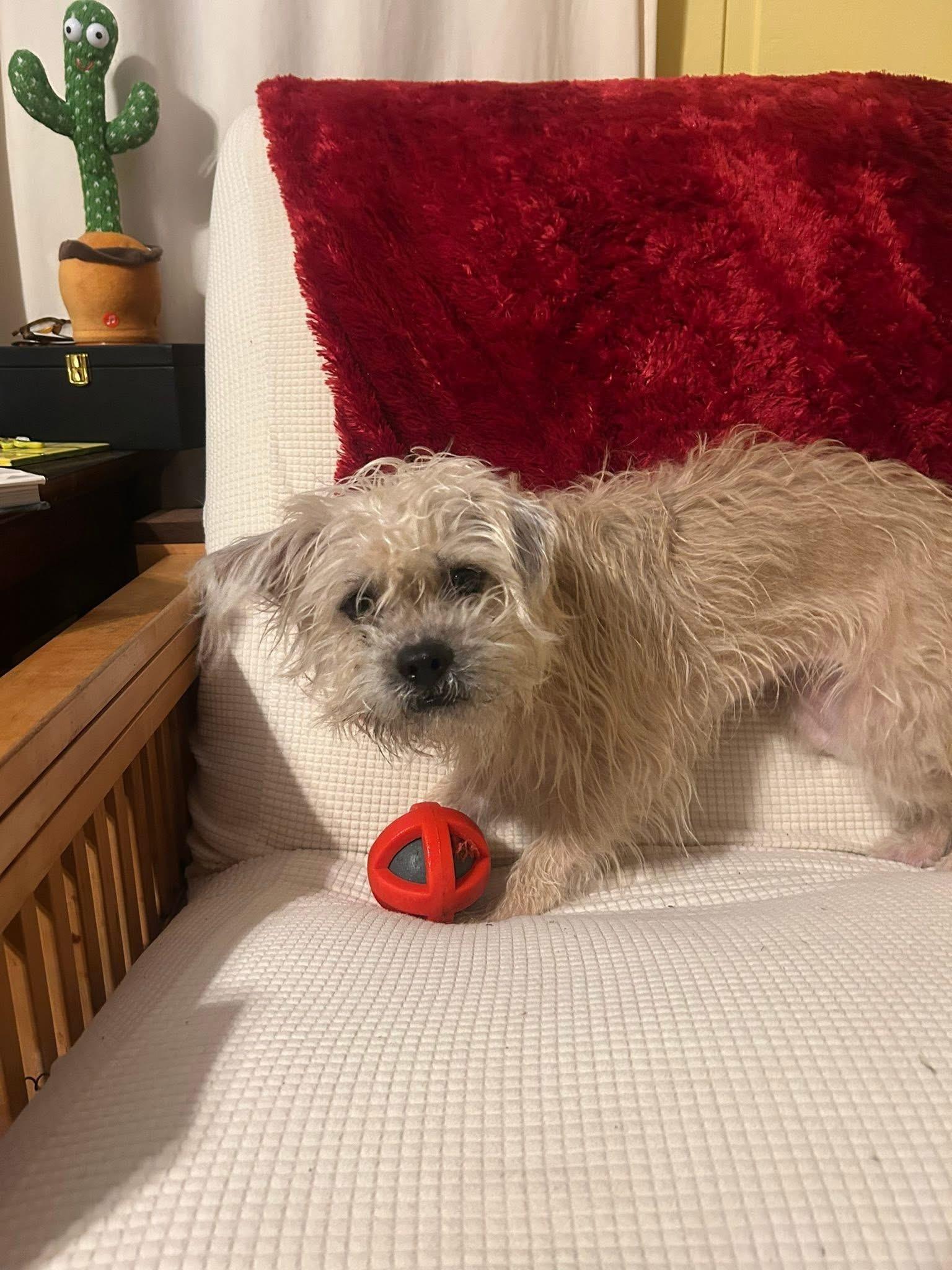 Enlarge Maggie, an adoptable mixed breed in Grosse Pointe Park, MI image 4/5