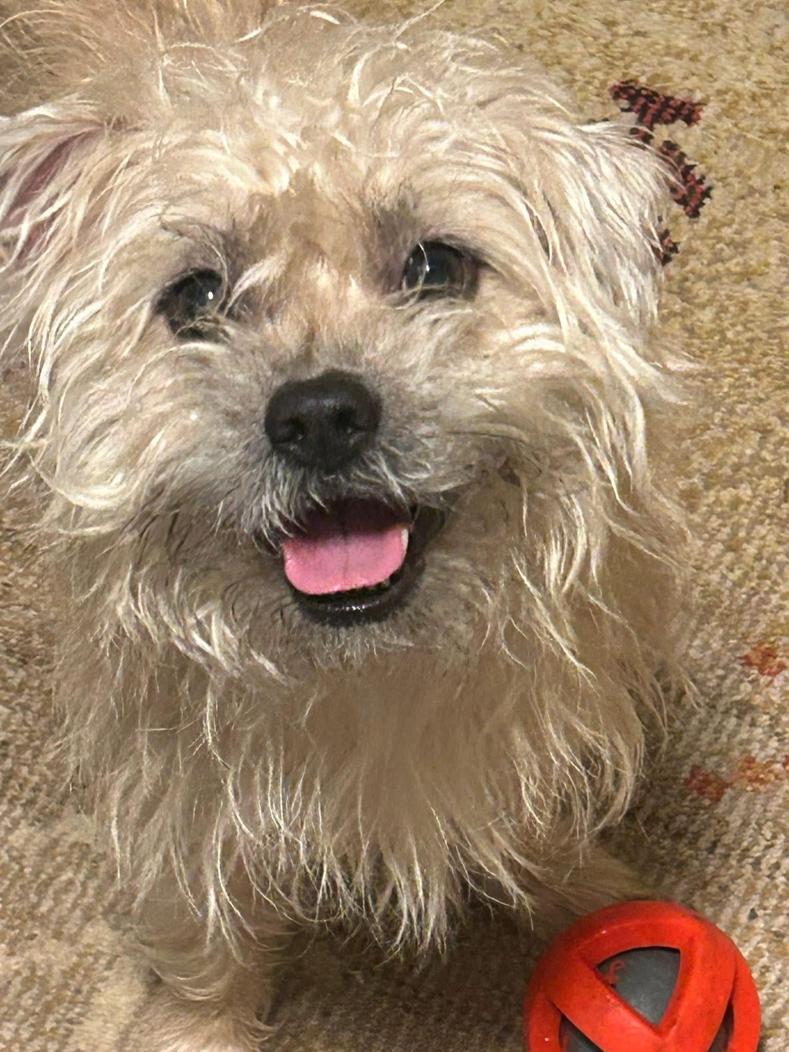 Enlarge Maggie, an adoptable mixed breed in Grosse Pointe Park, MI image 5/5