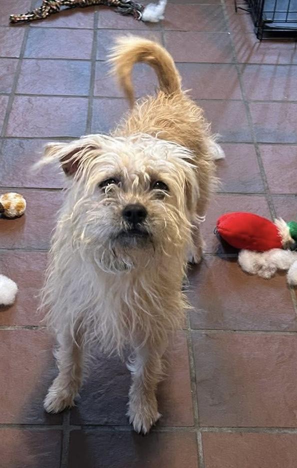 Enlarge Maggie, an adoptable mixed breed in Grosse Pointe Park, MI image 5/5