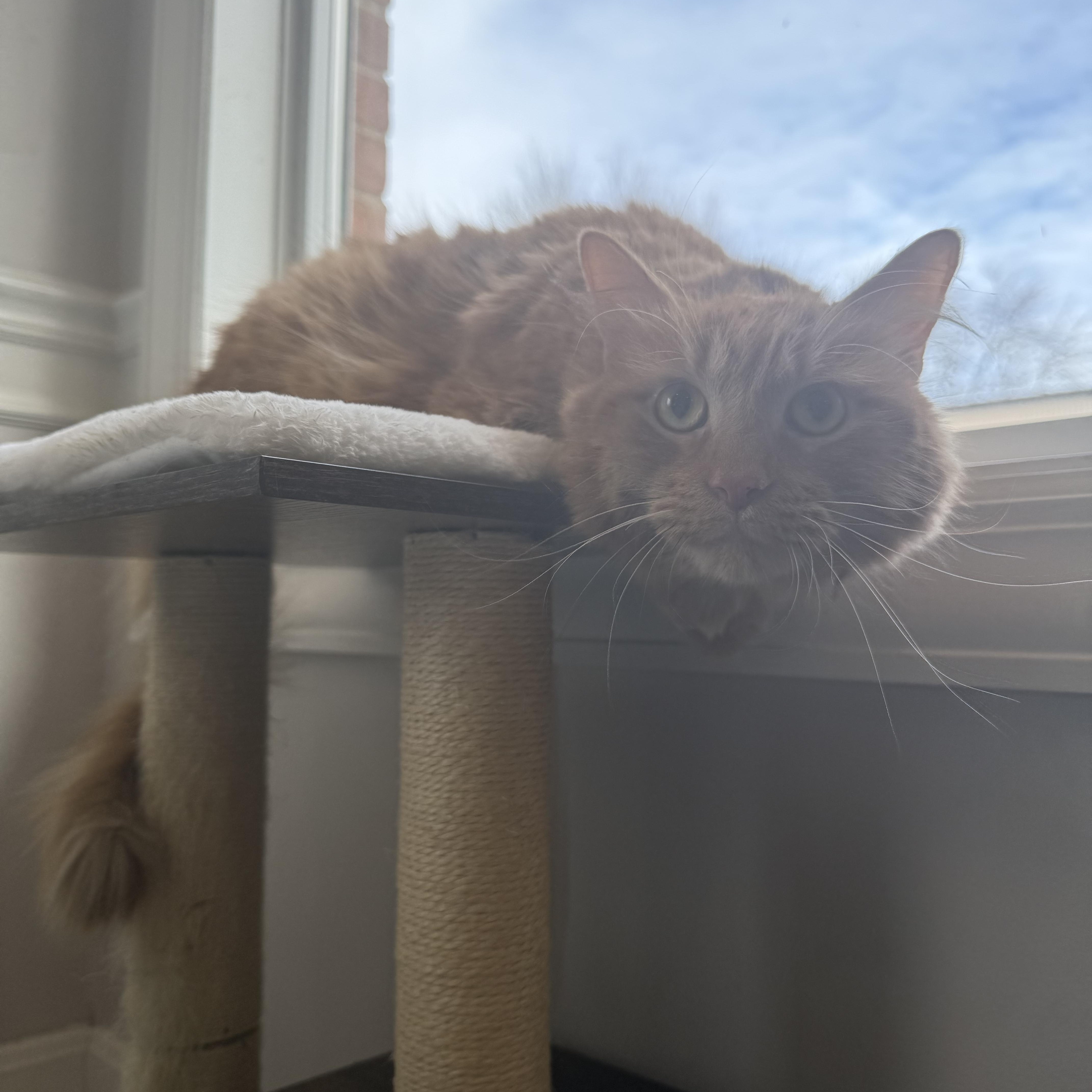 Rooster, adopted, Adult Male Domestic Long Hair.