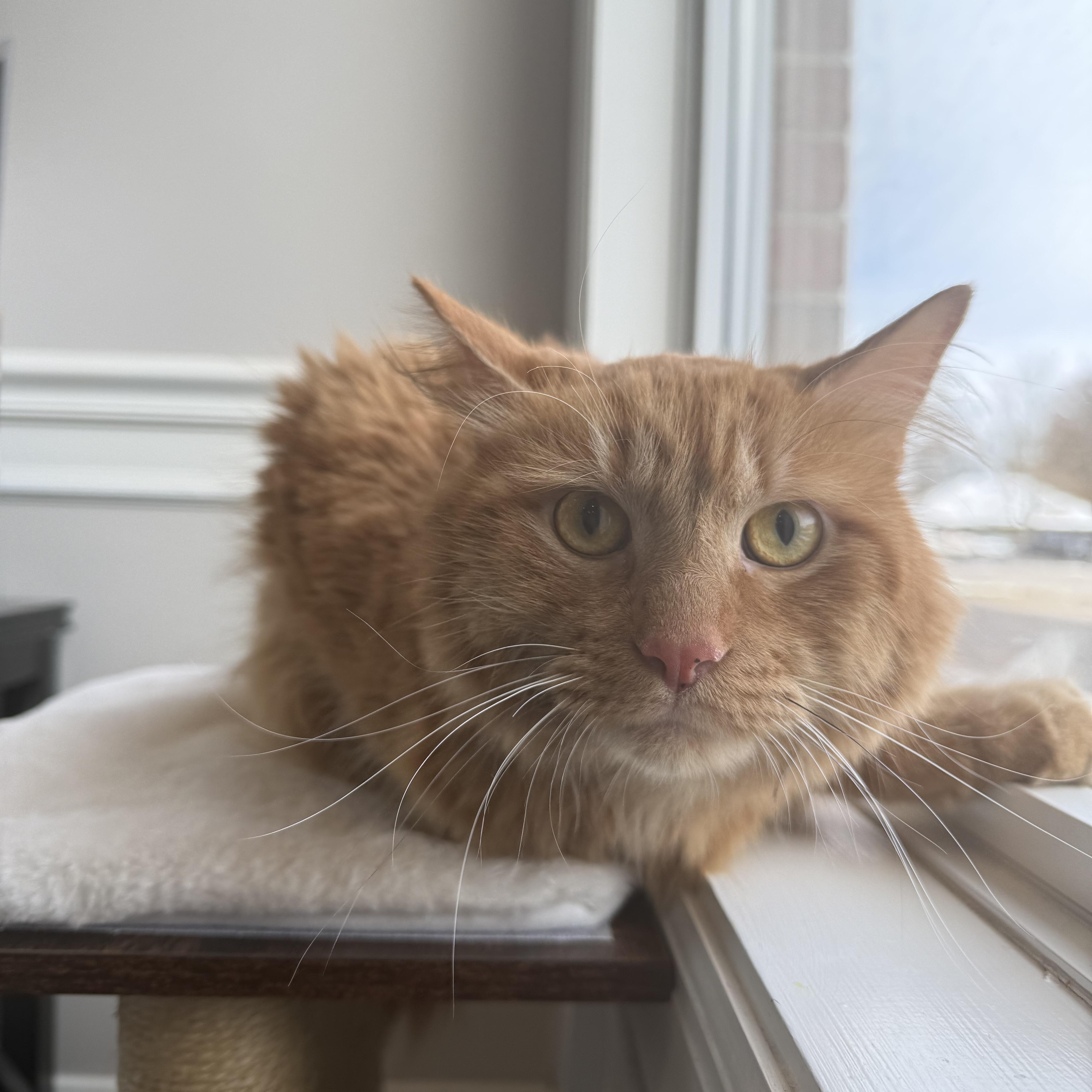 Rooster, a Adoptable Domestic Long Hair in Bethel, OH image 2/4