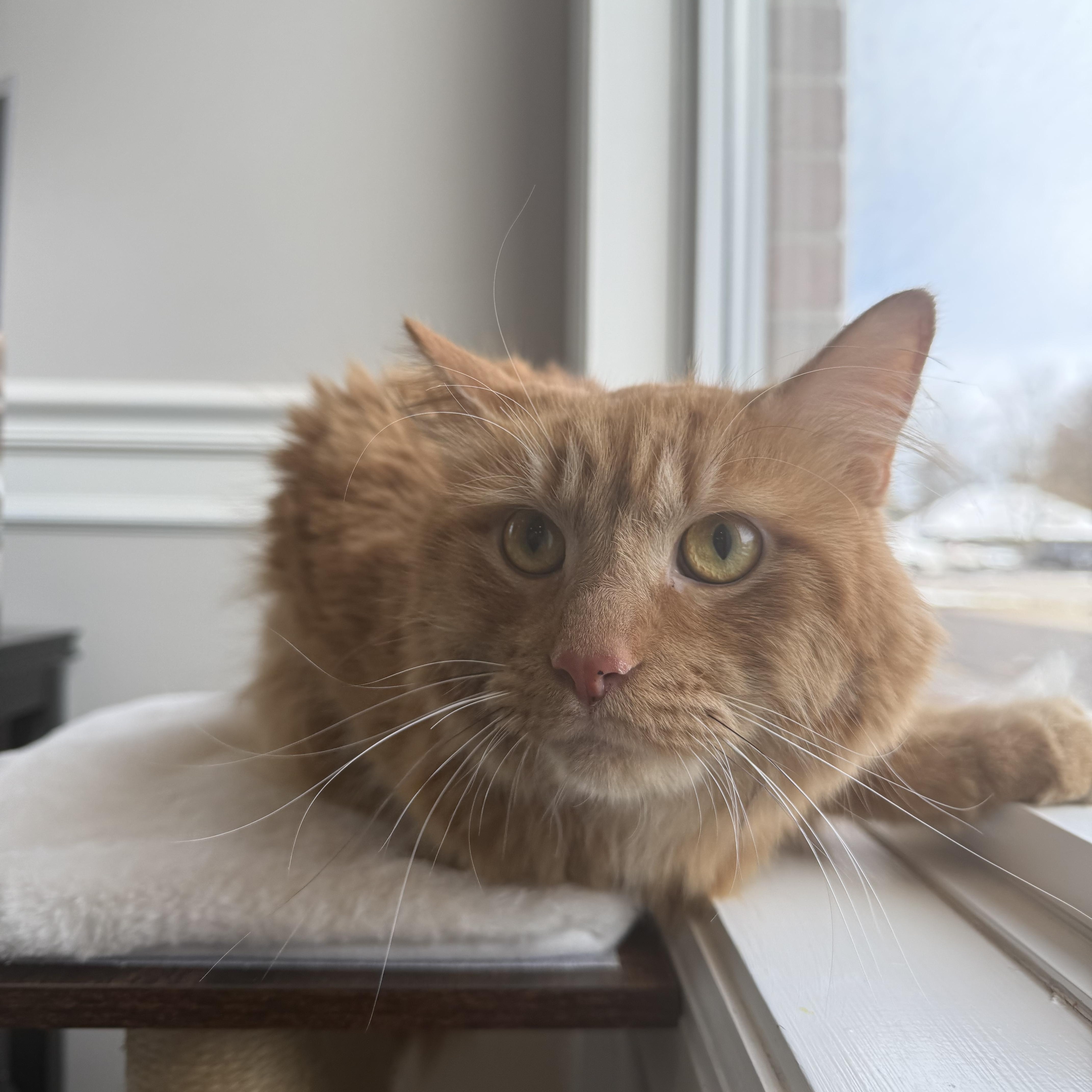 Rooster, a Adoptable Domestic Long Hair in Bethel, OH image 3/4