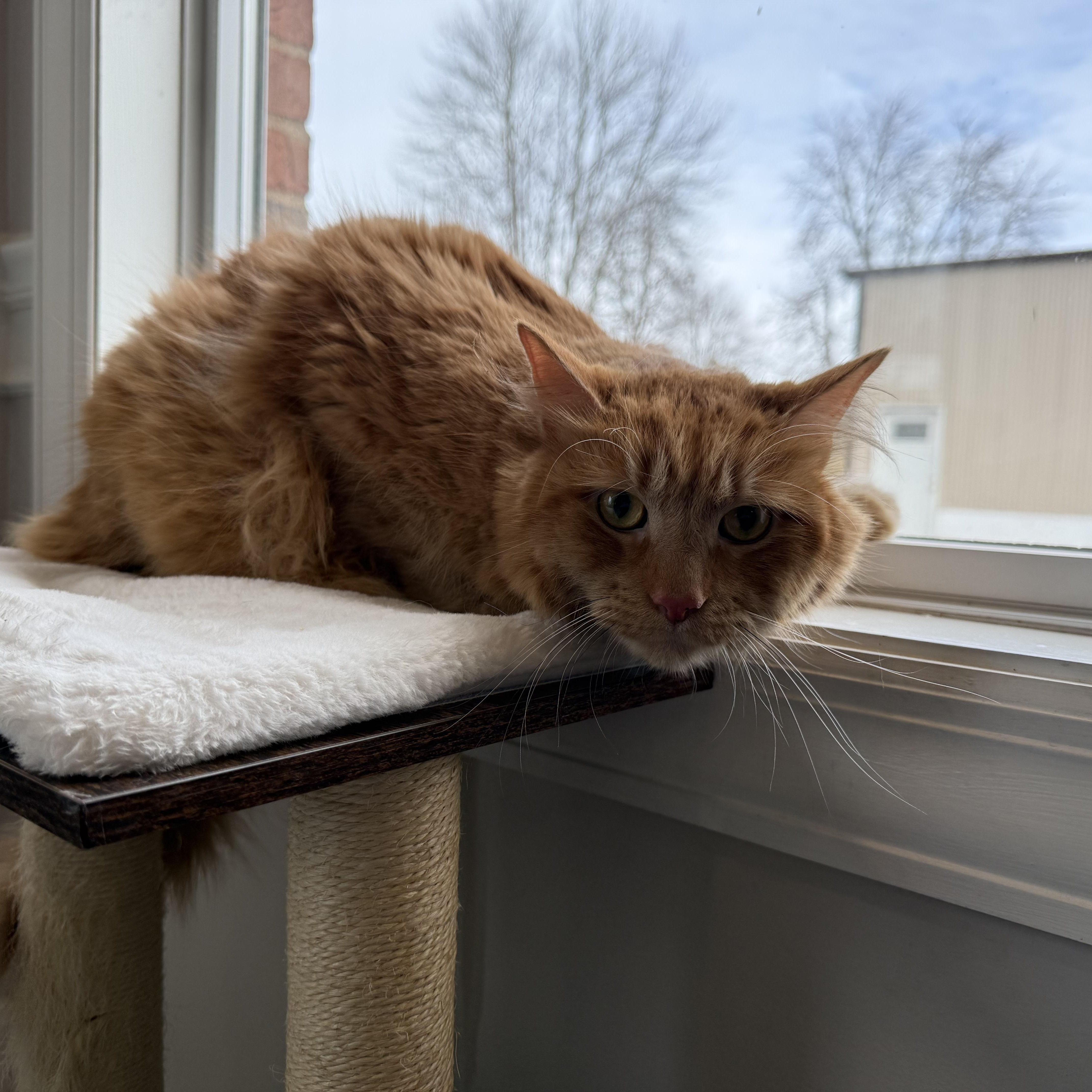 Rooster, a Adoptable Domestic Long Hair in Bethel, OH image 4/4