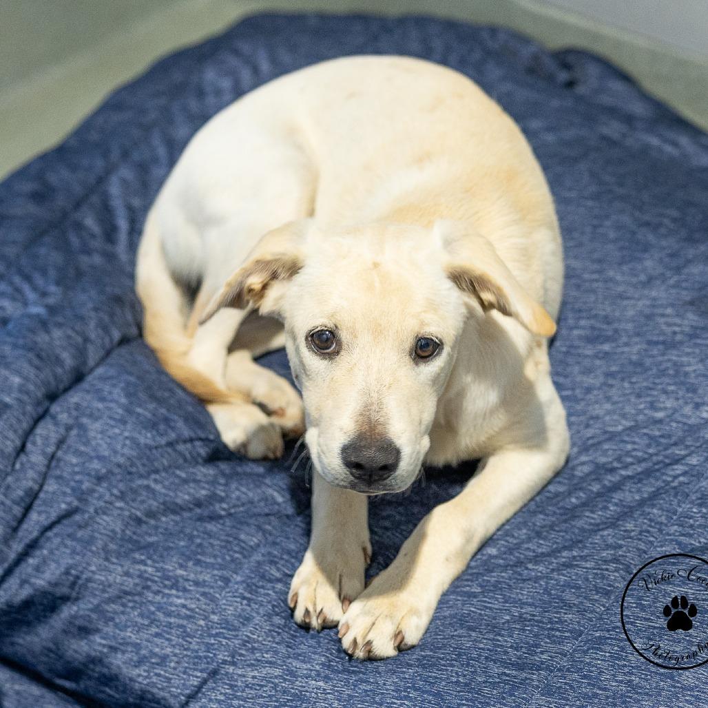 Willow, Adoptable, Puppy Female Labrador Retriever & Australian Cattle Dog / Blue Heeler.