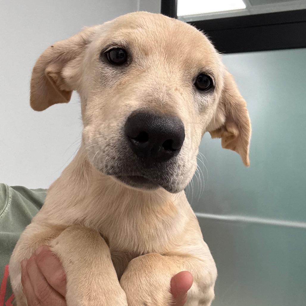 Enlarge Willow, a Adoptable mixed breed in Abilene, TX image 2/2