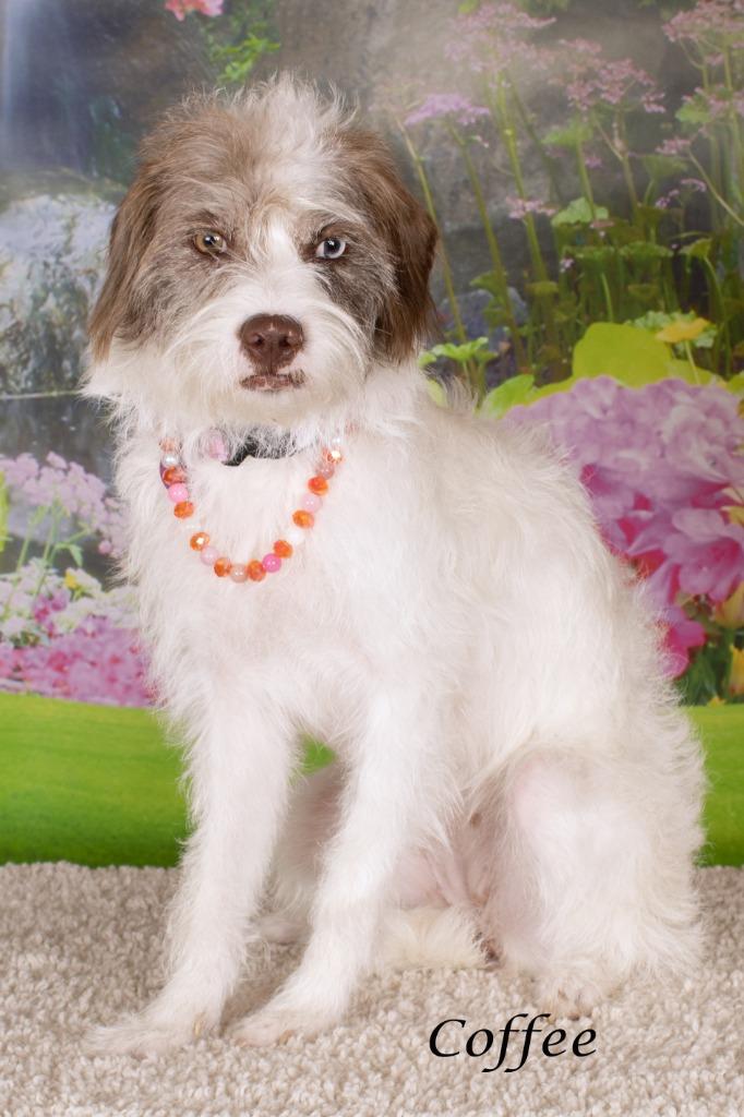Coffee, Adoptable, Young Female Shepherd.