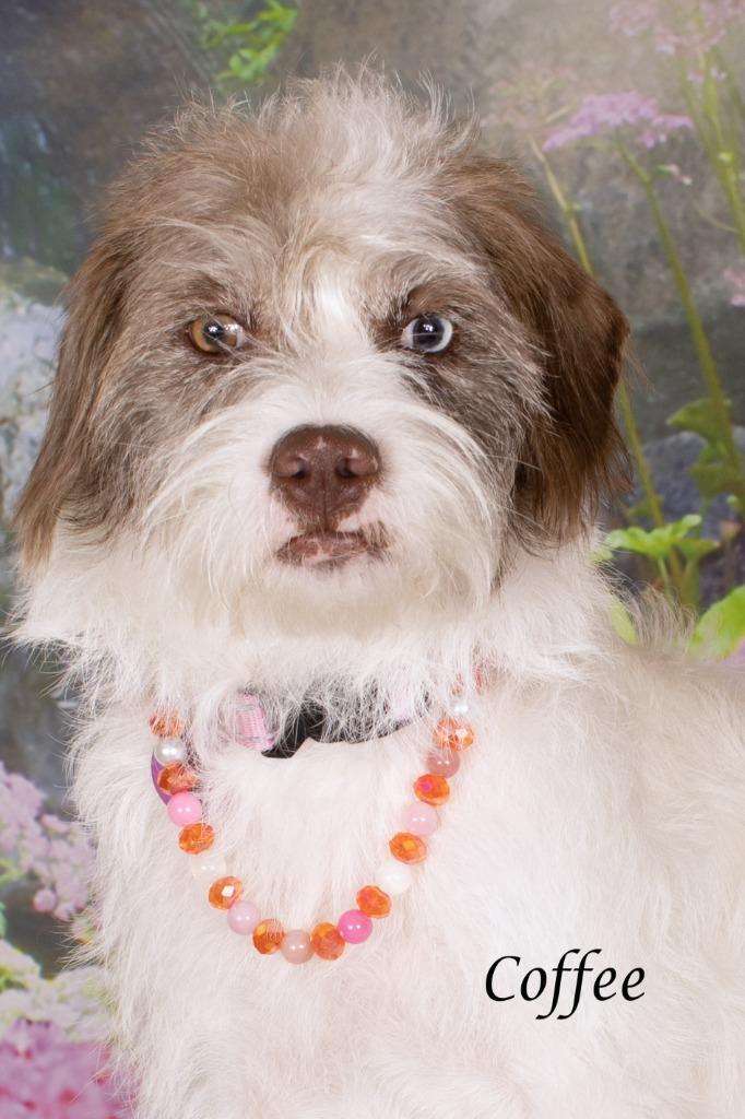 Enlarge Coffee, a Adoptable mixed breed in Gilbert, AZ image 2/3