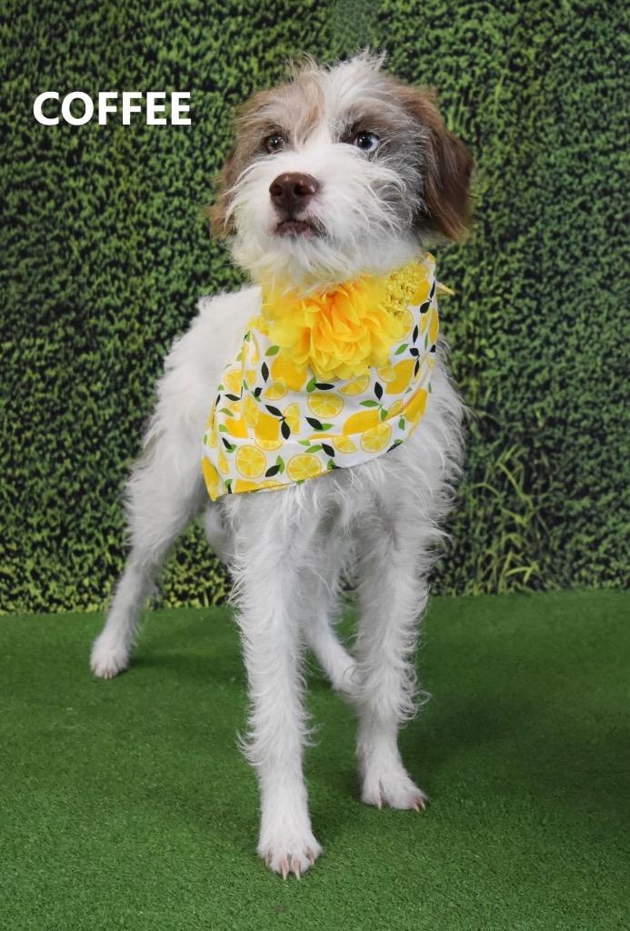 Enlarge Coffee, a Adoptable mixed breed in Gilbert, AZ image 3/3