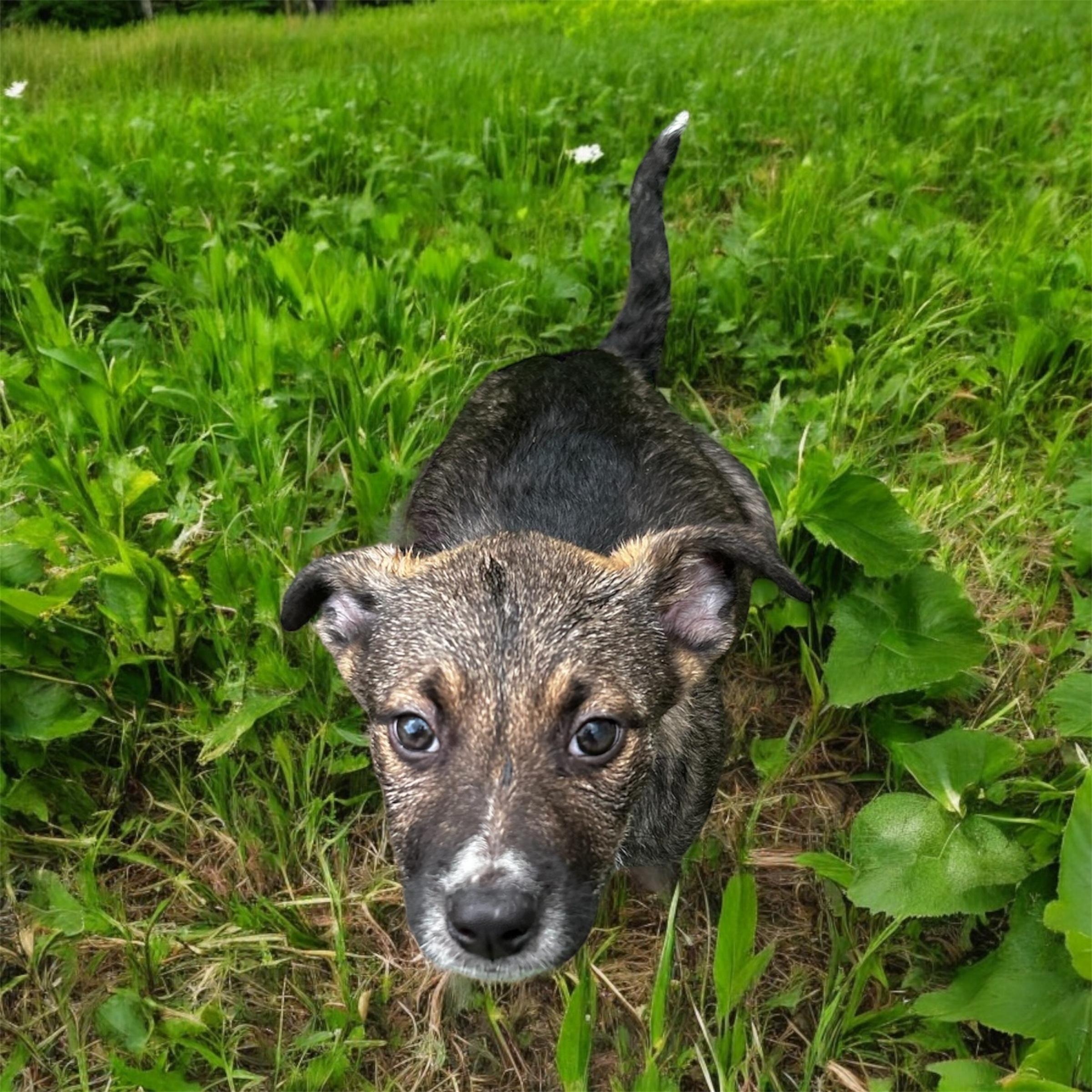Vega
