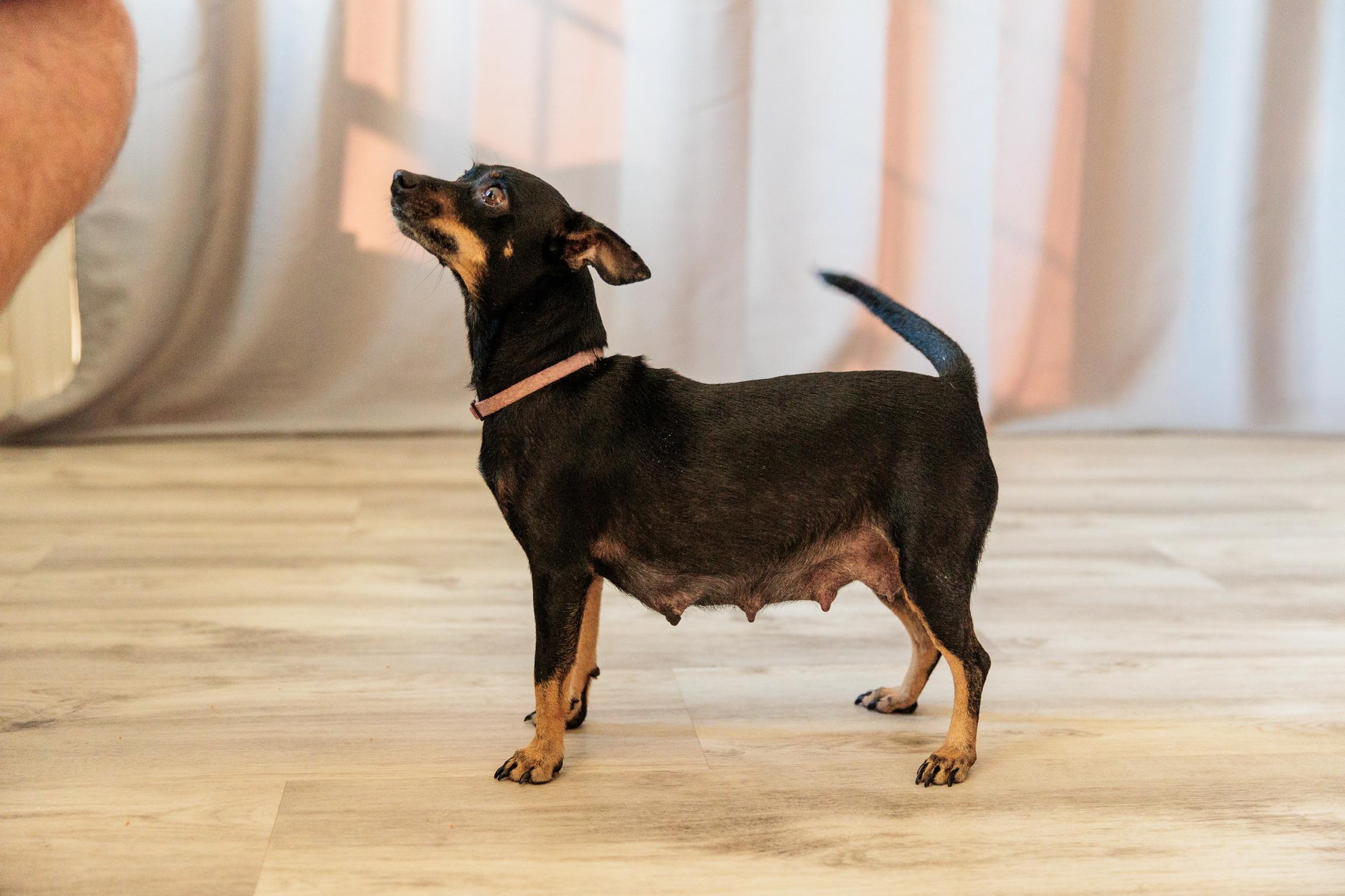 Enlarge Mia, a Adoptable mixed breed in Gainesville, VA image 6/6