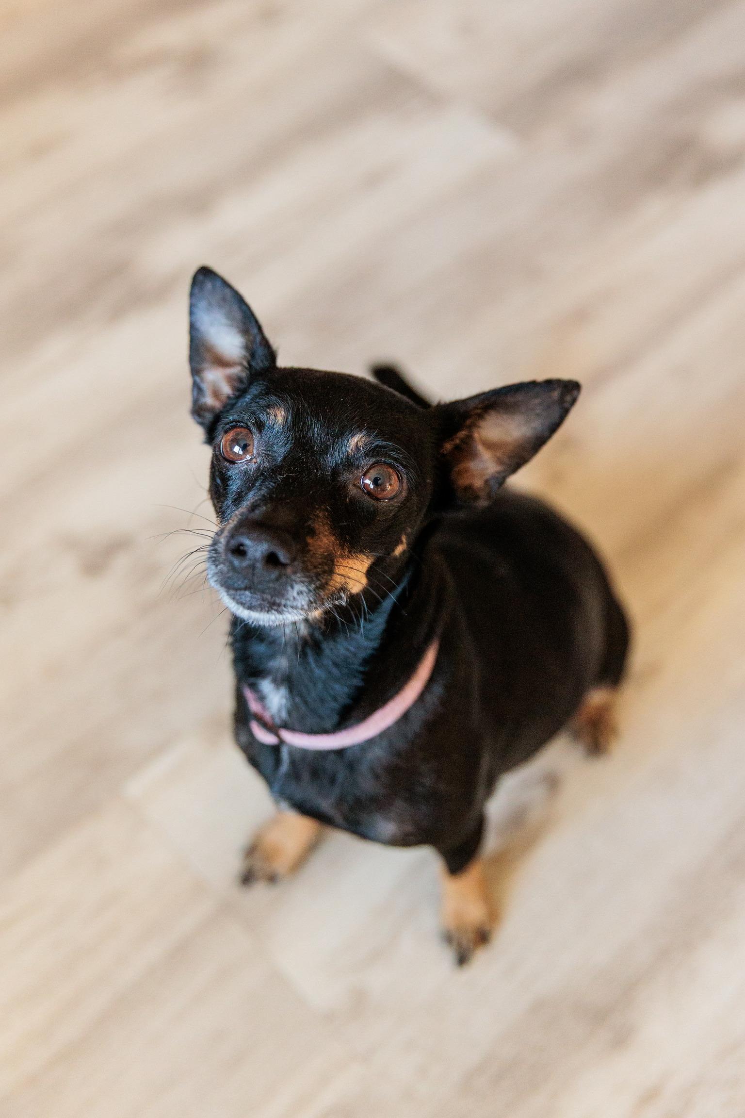 Enlarge Mia, a Adoptable mixed breed in Gainesville, VA image 4/6