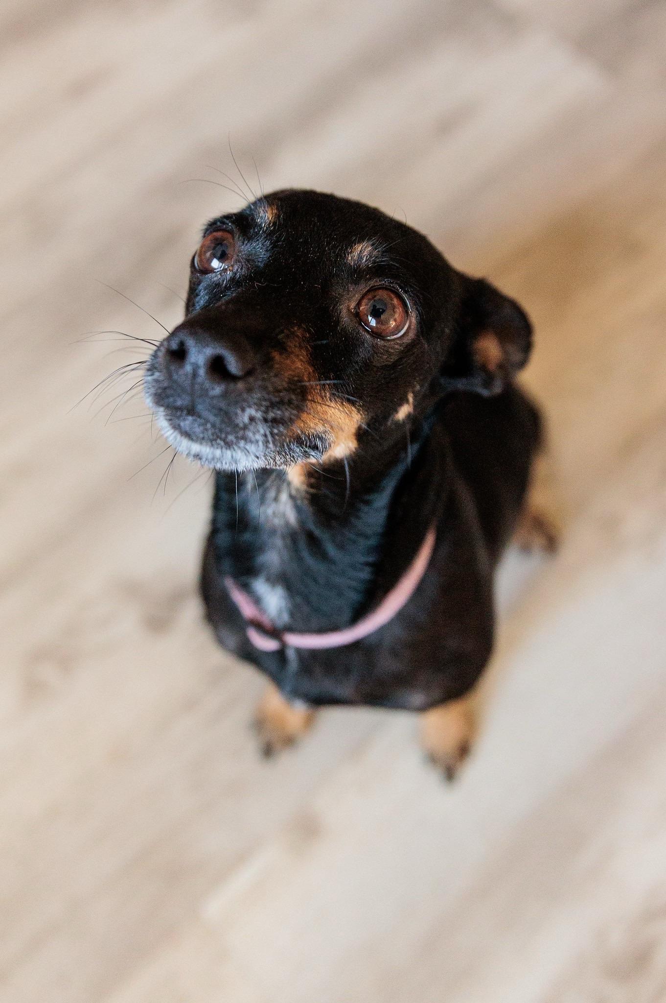 Enlarge Mia, a Adoptable mixed breed in Gainesville, VA image 3/6