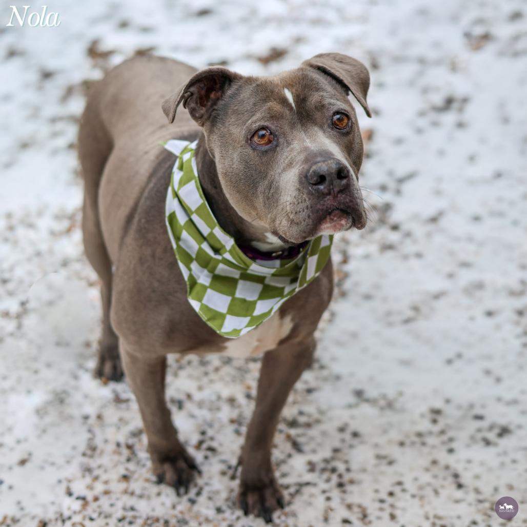 Nola, Adoptable, Senior Female Mixed Breed.