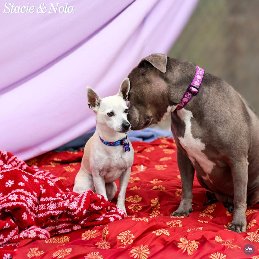 Enlarge Nola, a Adoptable Mixed Breed in Hopkinton, MA image 2/6