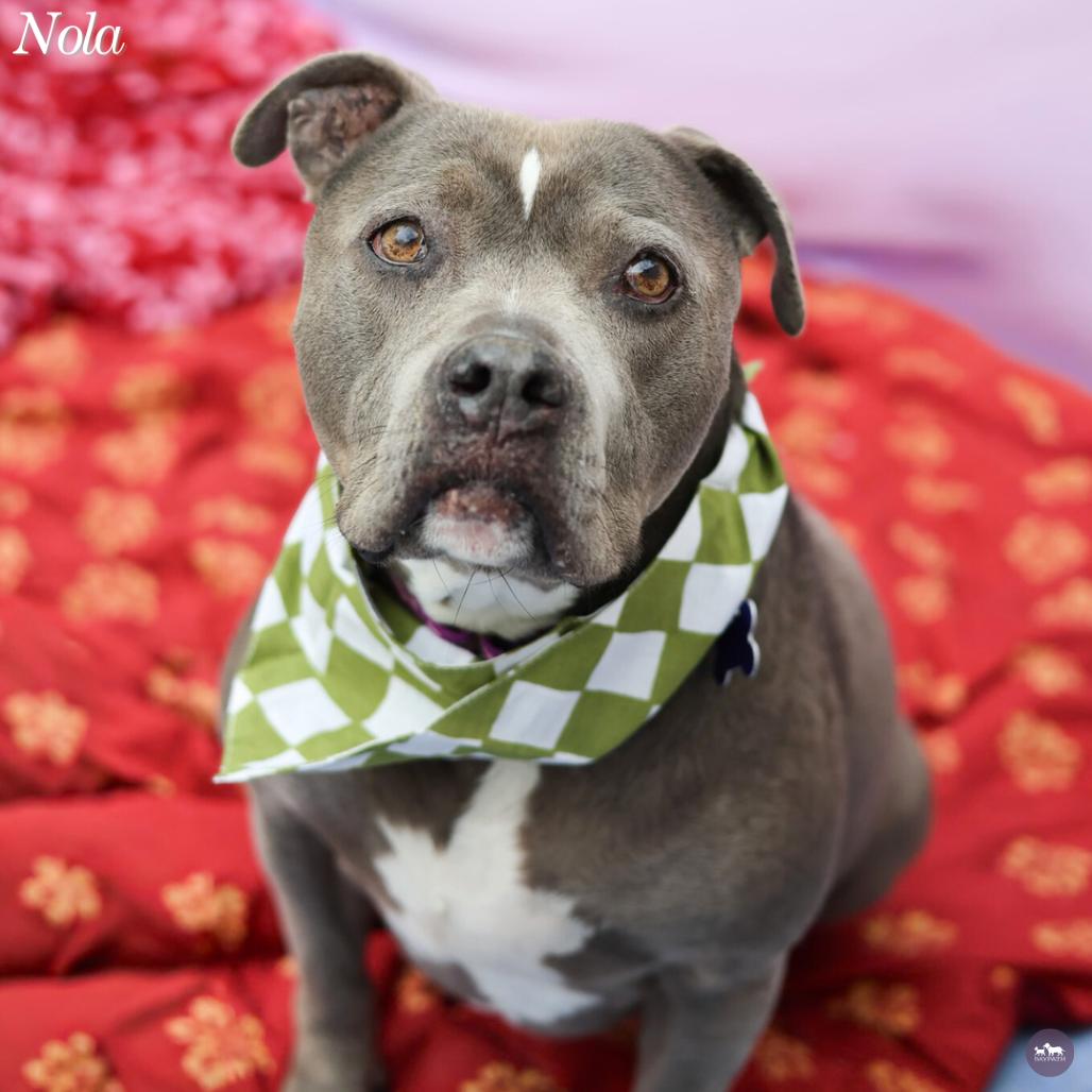 Enlarge Nola, a Adoptable Mixed Breed in Hopkinton, MA image 3/6