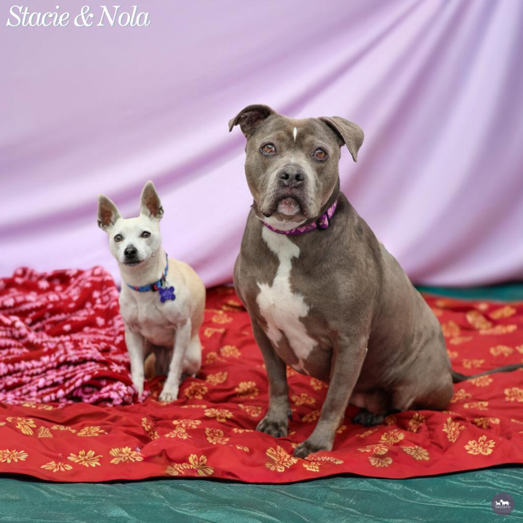 Enlarge Nola, a Adoptable Mixed Breed in Hopkinton, MA image 4/6
