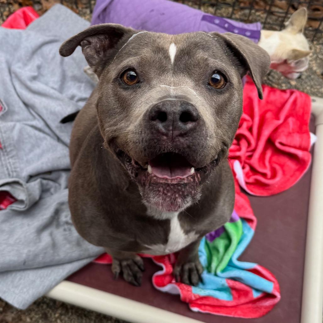 Enlarge Nola, a Adoptable Mixed Breed in Hopkinton, MA image 6/6