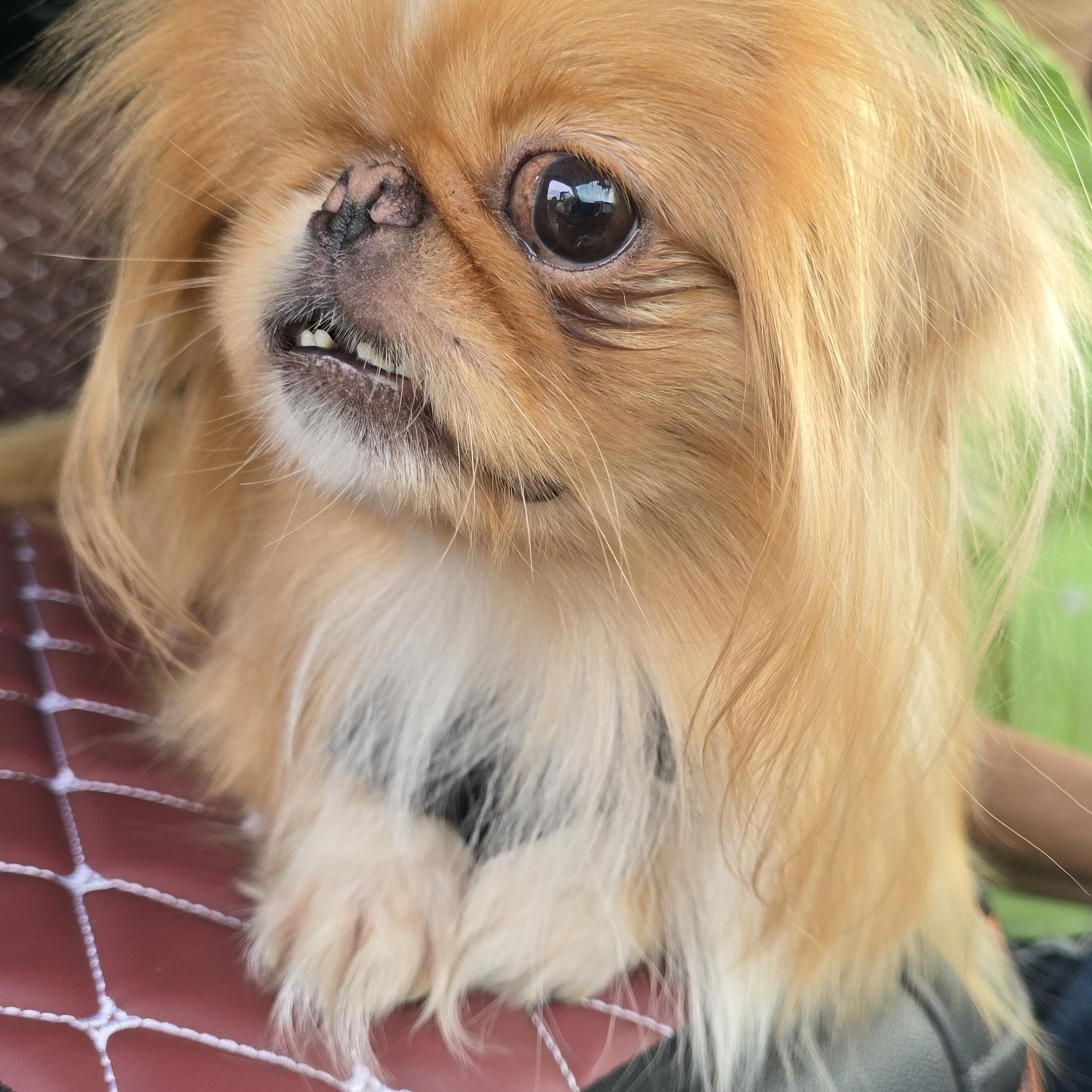 Ginger, an adoptable Pekingese in Fowlerville, MI, 48836 | Photo Image 4