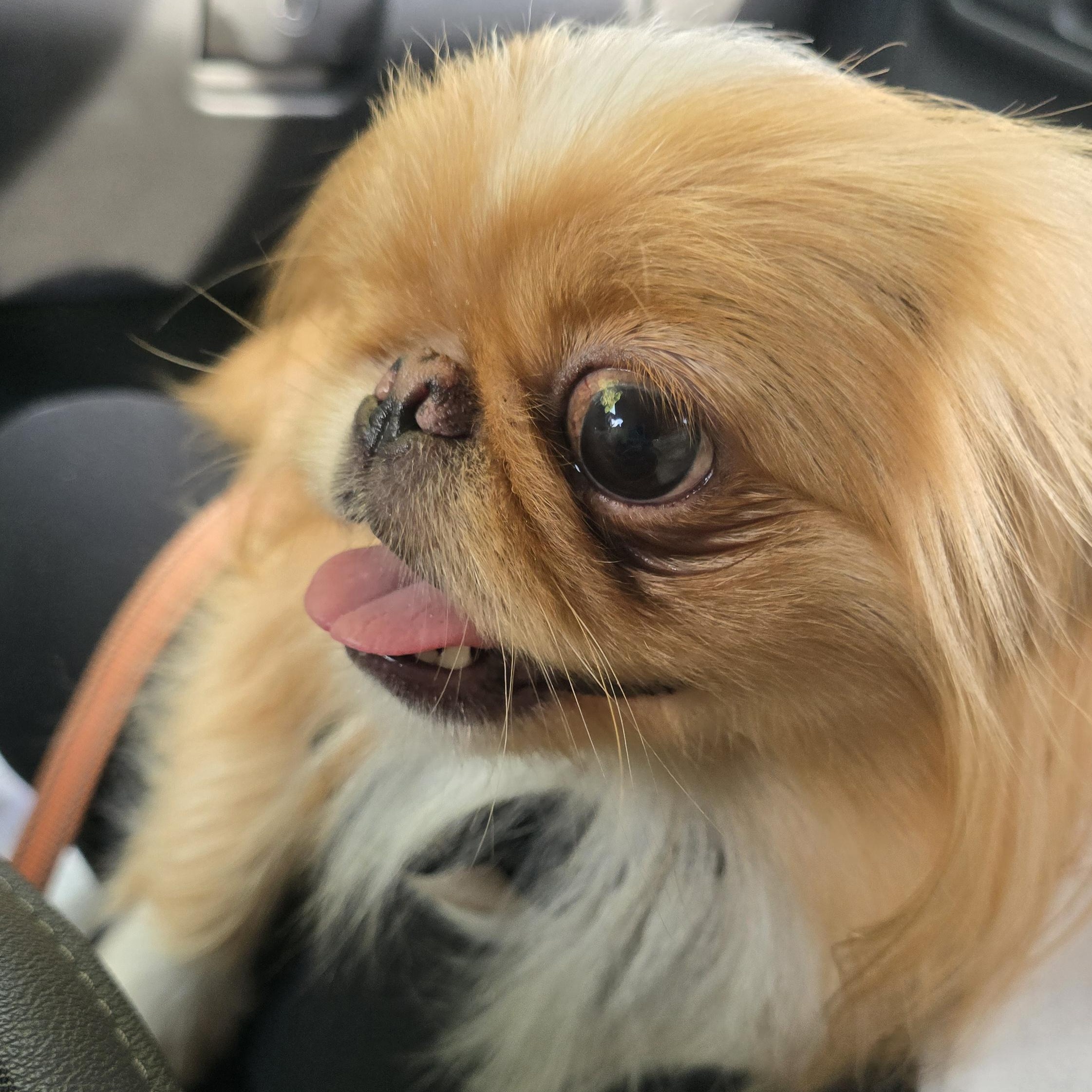 Ginger, an adoptable Pekingese in Fowlerville, MI, 48836 | Photo Image 3