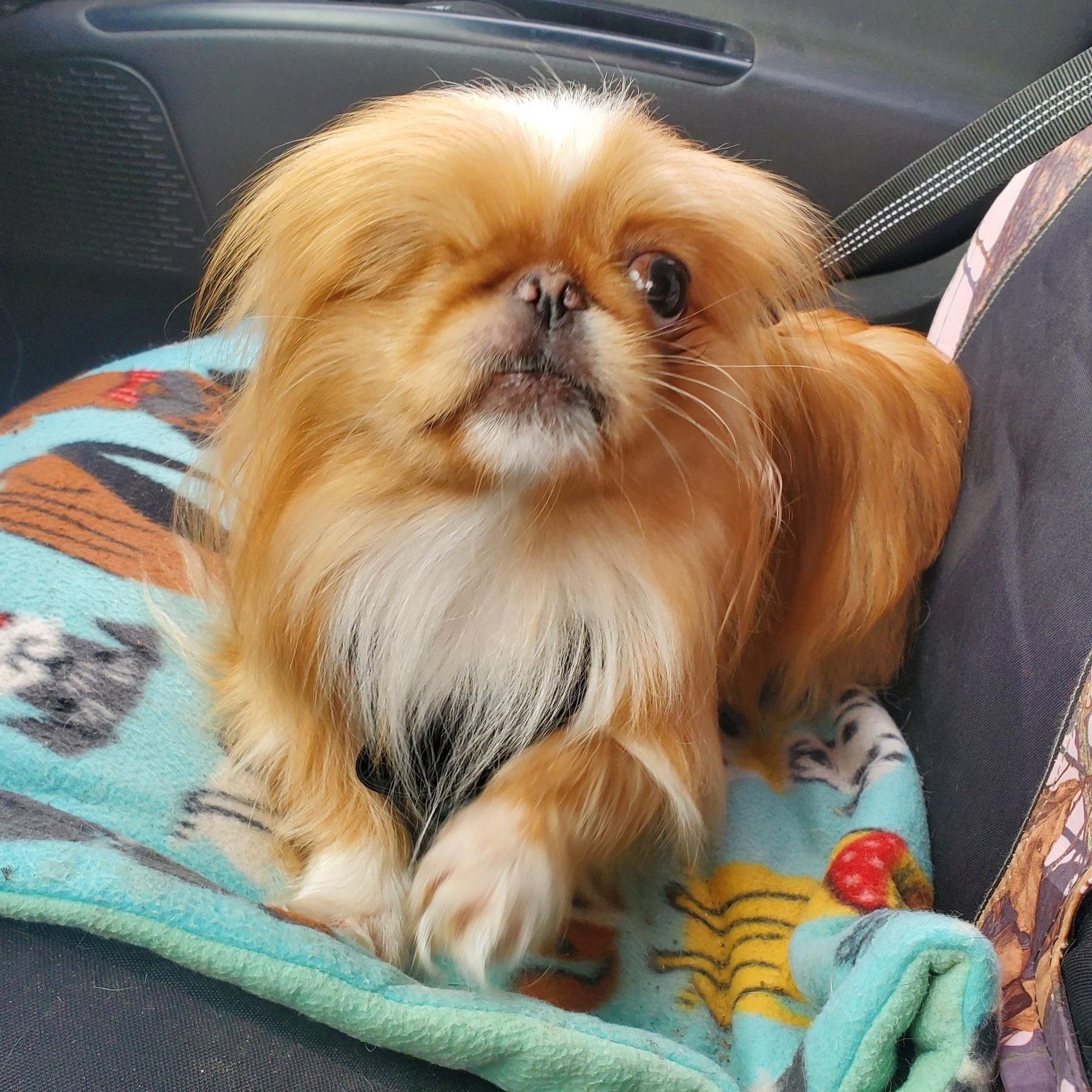 Ginger, an adoptable Pekingese in Fowlerville, MI, 48836 | Photo Image 1