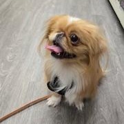 Ginger, an adoptable Pekingese in Fowlerville, MI, 48836 | Photo Image 2