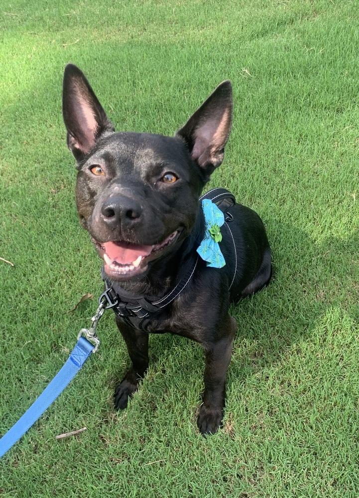 Diablo, Adoptable, Young Male American Staffordshire Terrier.