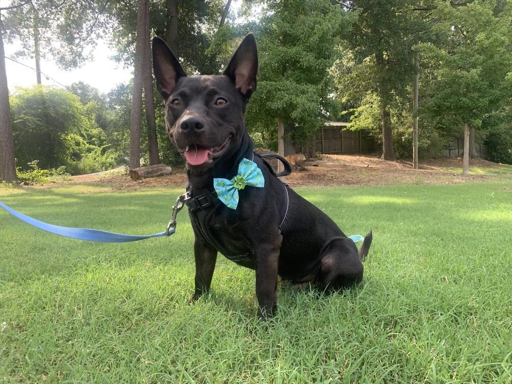 Diablo, a Adoptable American Staffordshire Terrier in Marietta, GA image 2/5