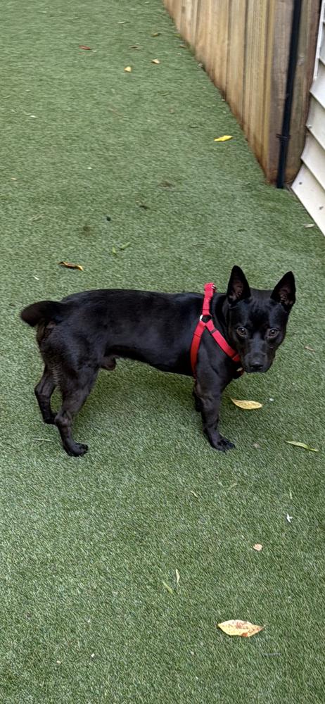 Diablo, Adoptable, Young Male American Staffordshire Terrier.