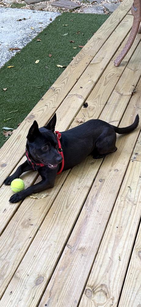Diablo, a Adoptable American Staffordshire Terrier in Marietta, GA image 2/2