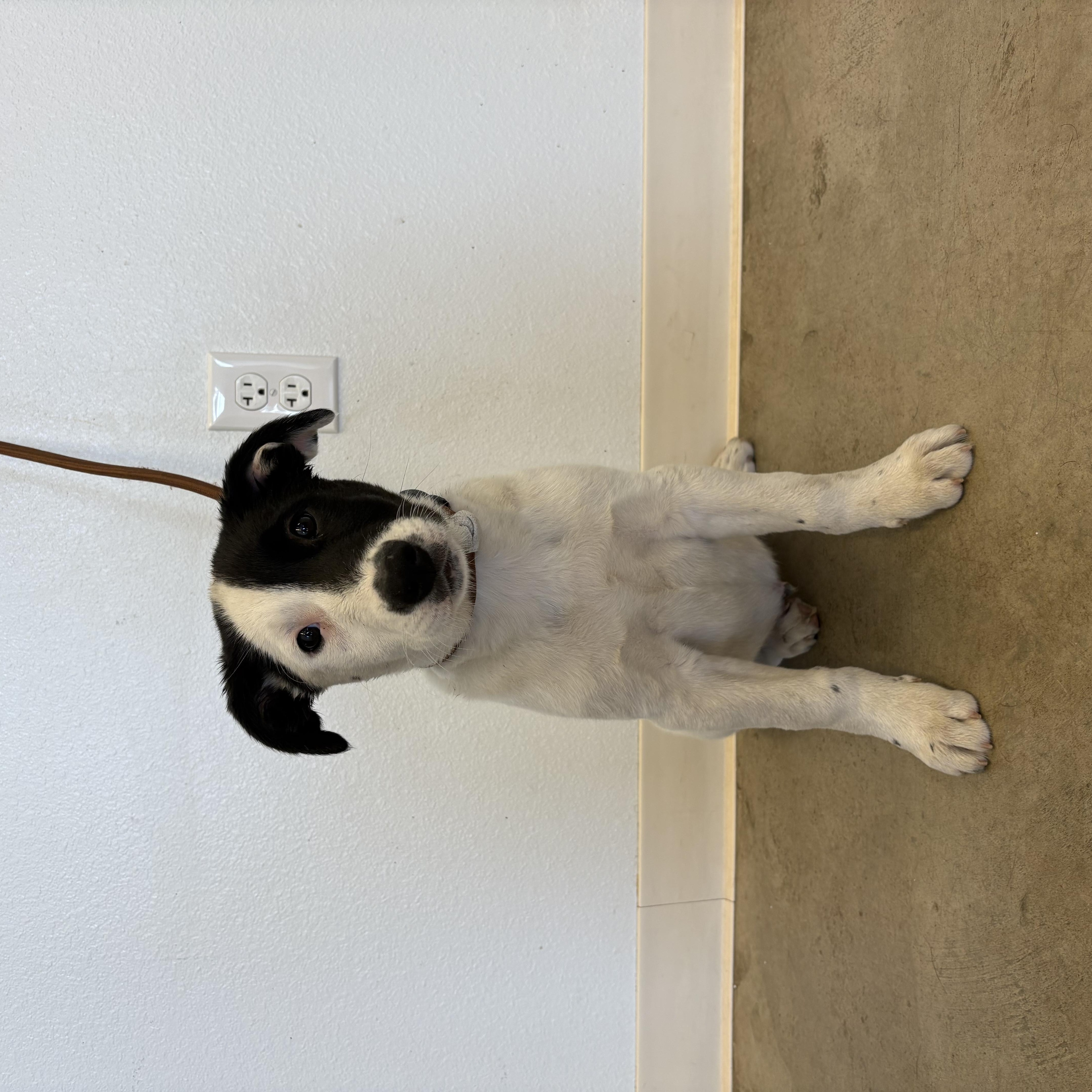 Chief, a ADOPTABLE Jack Russell Terrier in Sterling, CO image 2/3