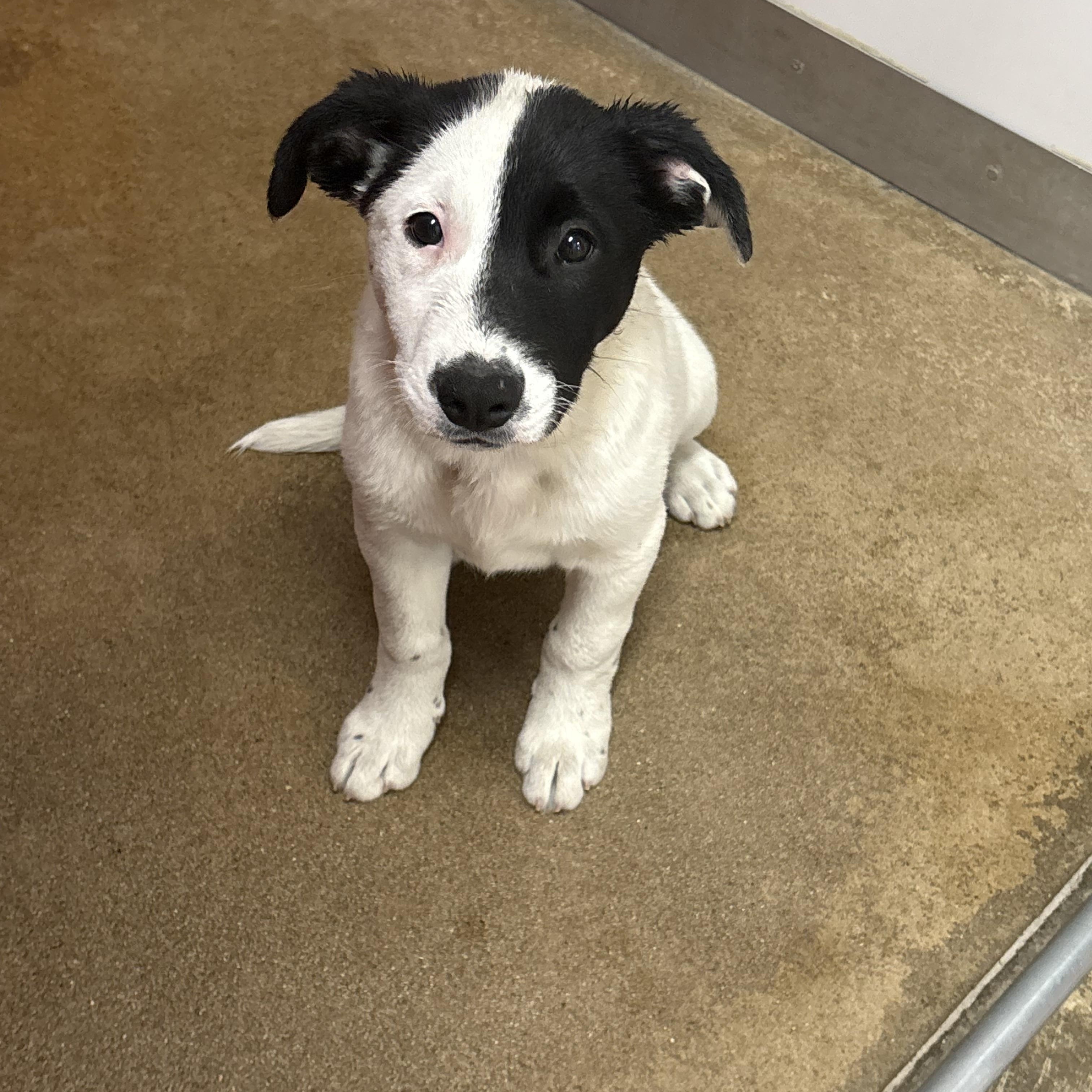 Chief, ADOPTABLE, Puppy Male Jack Russell Terrier.