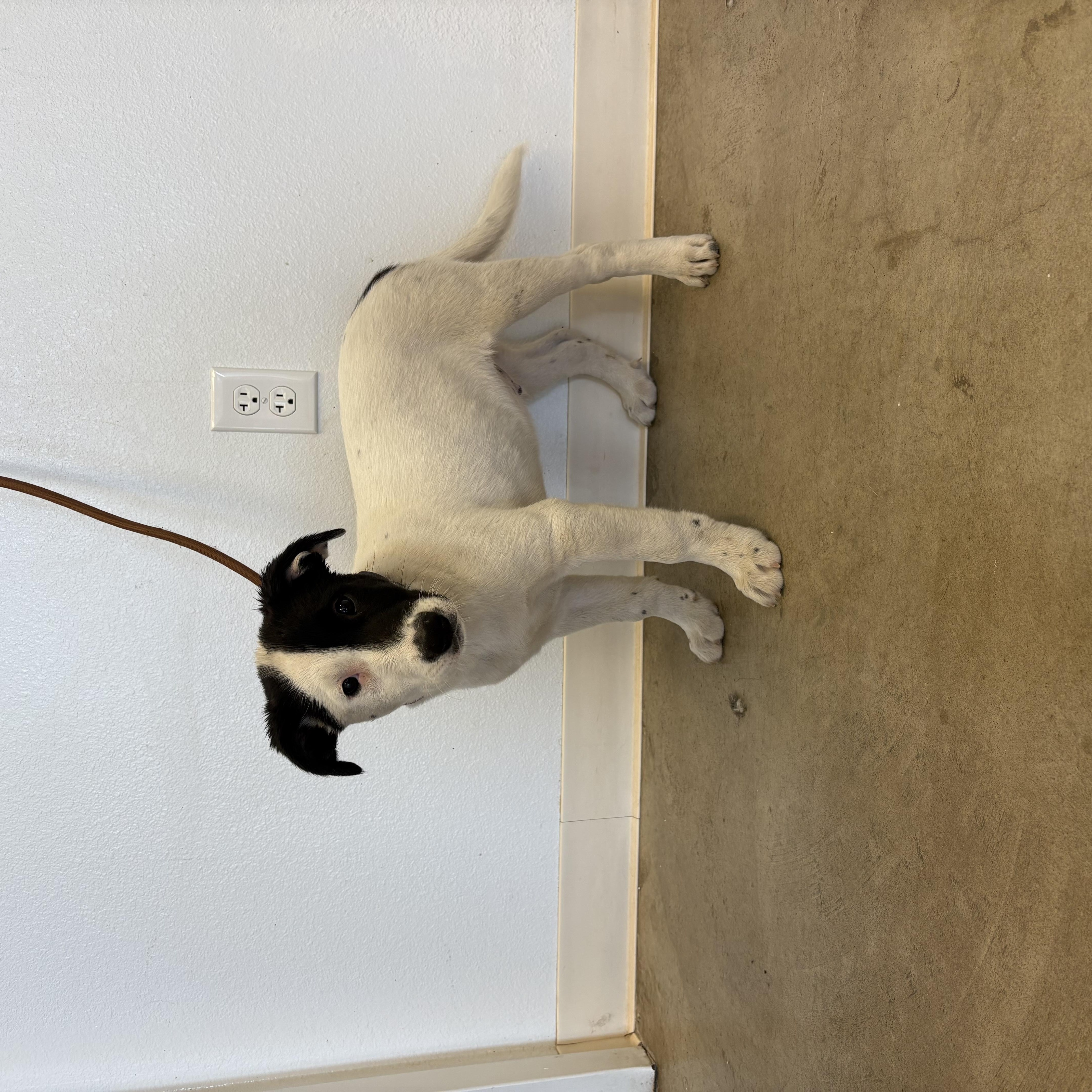 Chief, a ADOPTABLE Jack Russell Terrier in Sterling, CO image 3/3