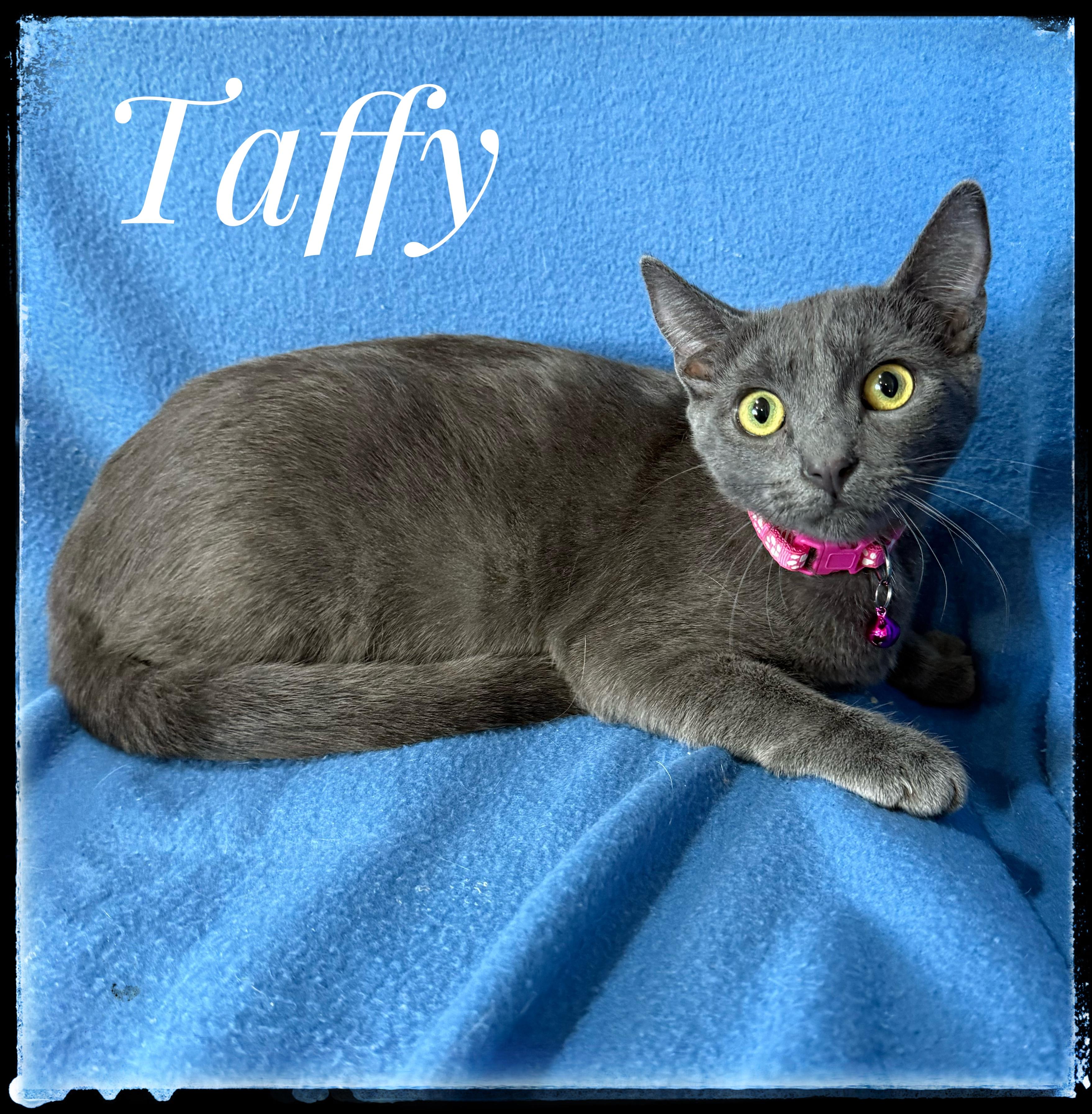 Enlarge Taffy, a Adoptable Domestic Short Hair in El Cajon, CA image 1/1