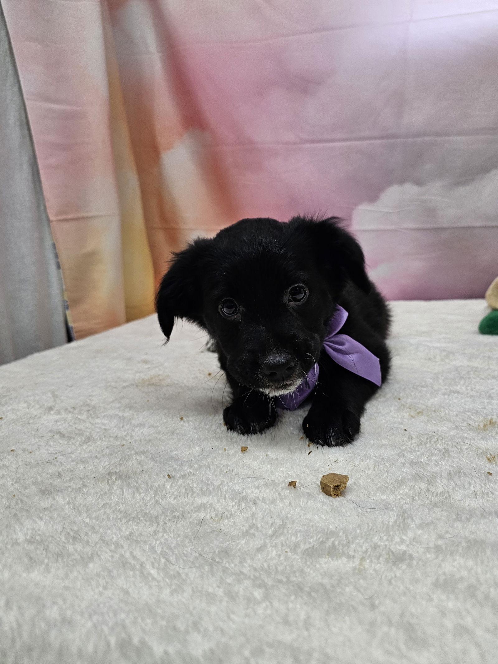 Enlarge Satin, a Adopted Dachshund in Metairie, LA image 1/1