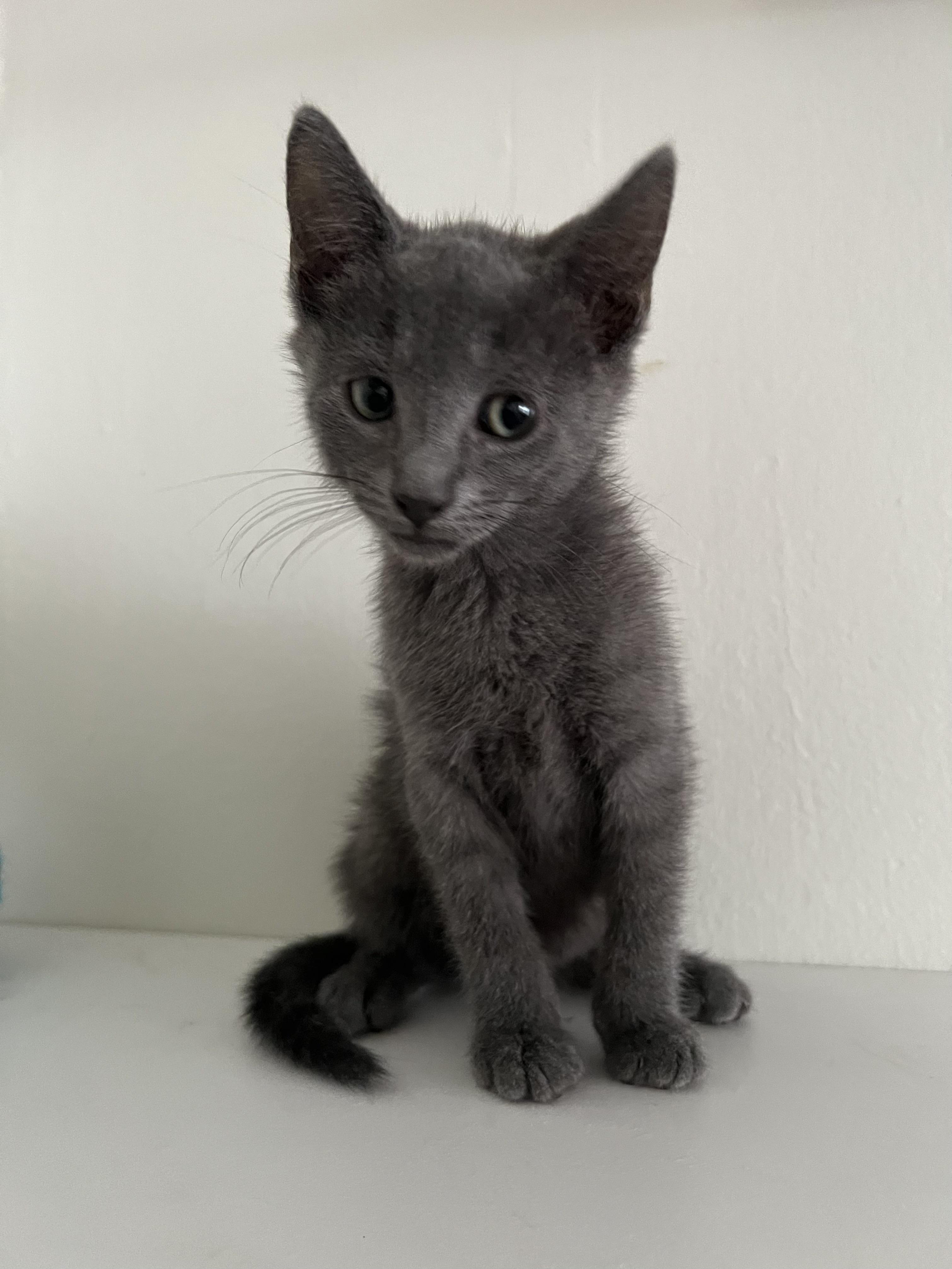 Little Enzo, Baby Male unknown