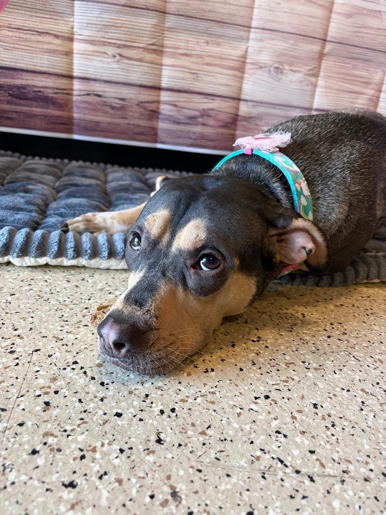 Enlarge Queenie, a Adoptable mixed breed in Newberg, OR image 1/6