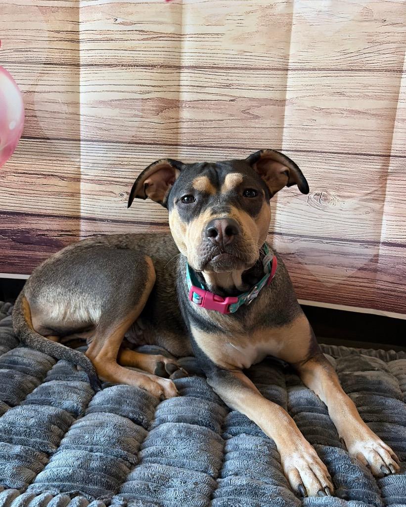 Enlarge Queenie, a Adoptable mixed breed in Newberg, OR image 3/6