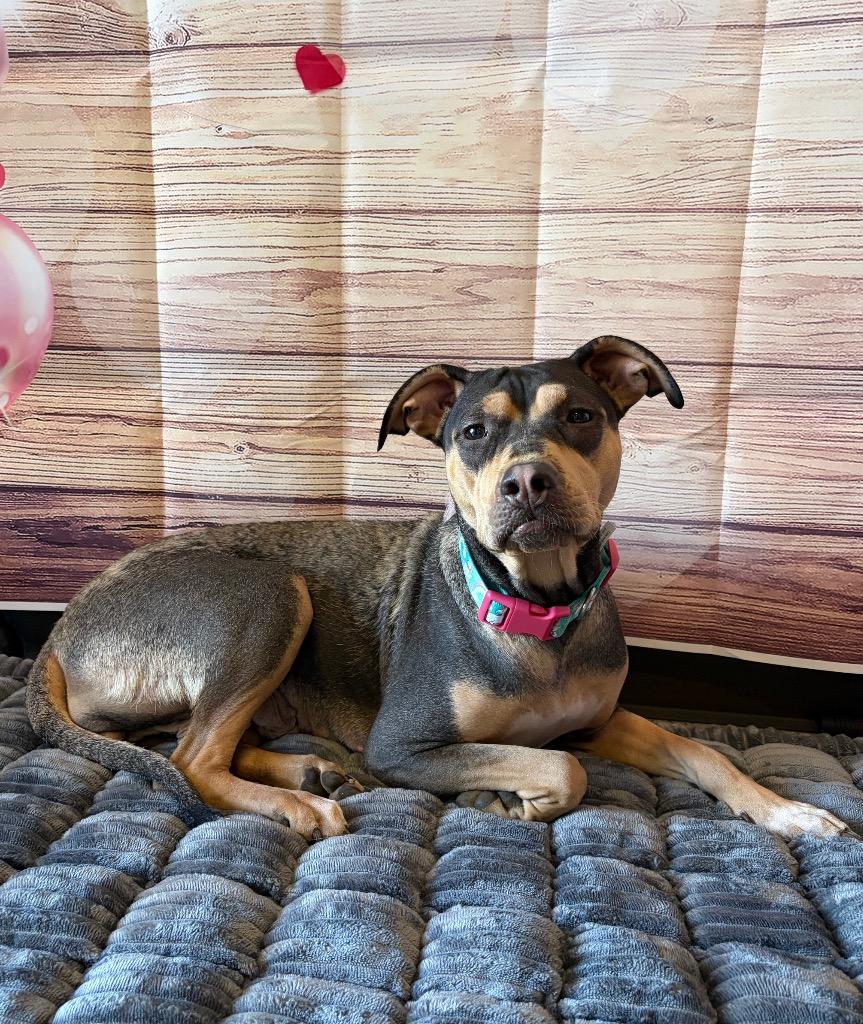 Enlarge Queenie, a Adoptable mixed breed in Newberg, OR image 4/6