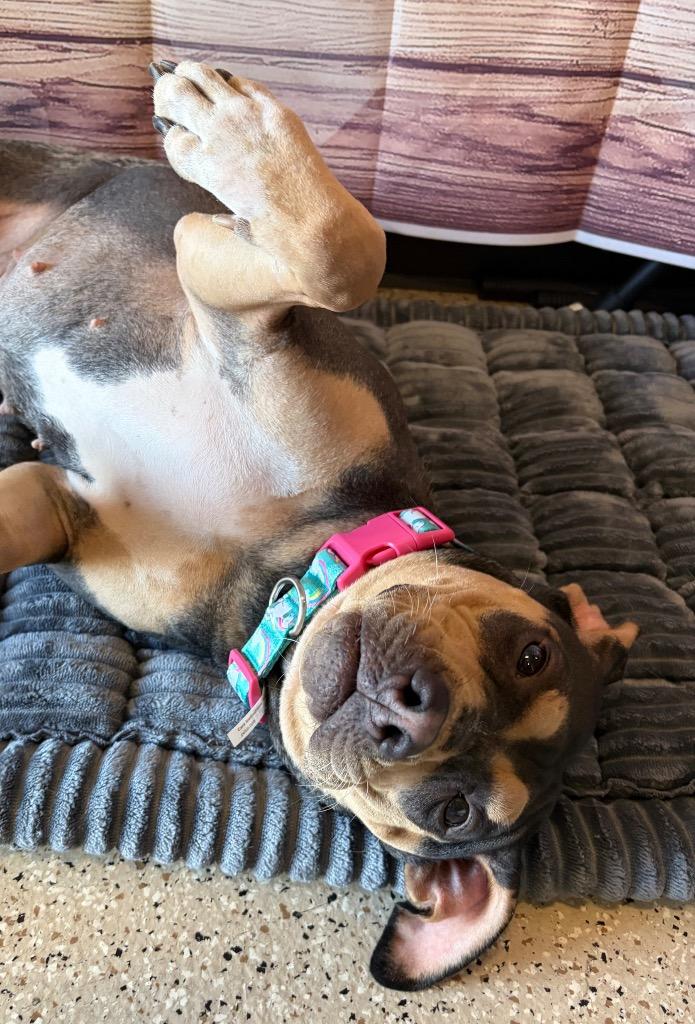 Enlarge Queenie, a Adoptable mixed breed in Newberg, OR image 5/6