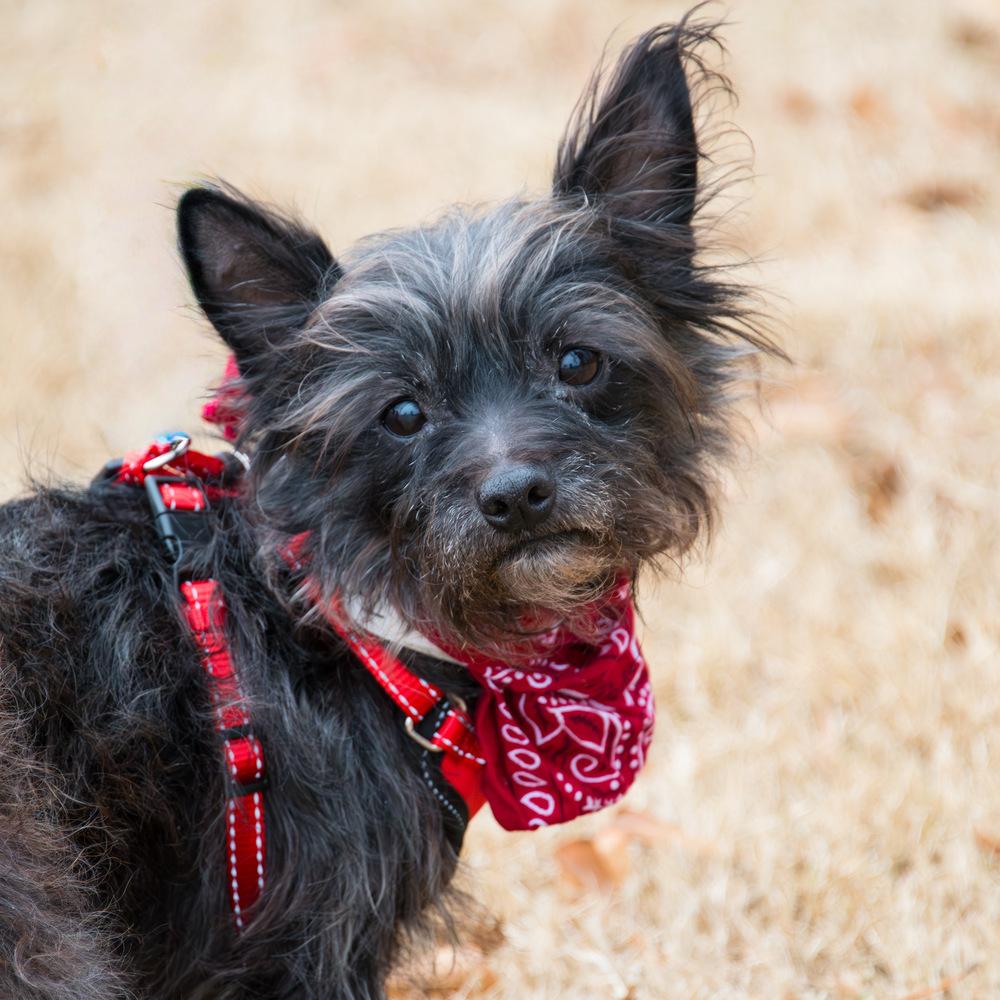 Enlarge Toto, a Adoptable Terrier in Marietta, GA image 1/5