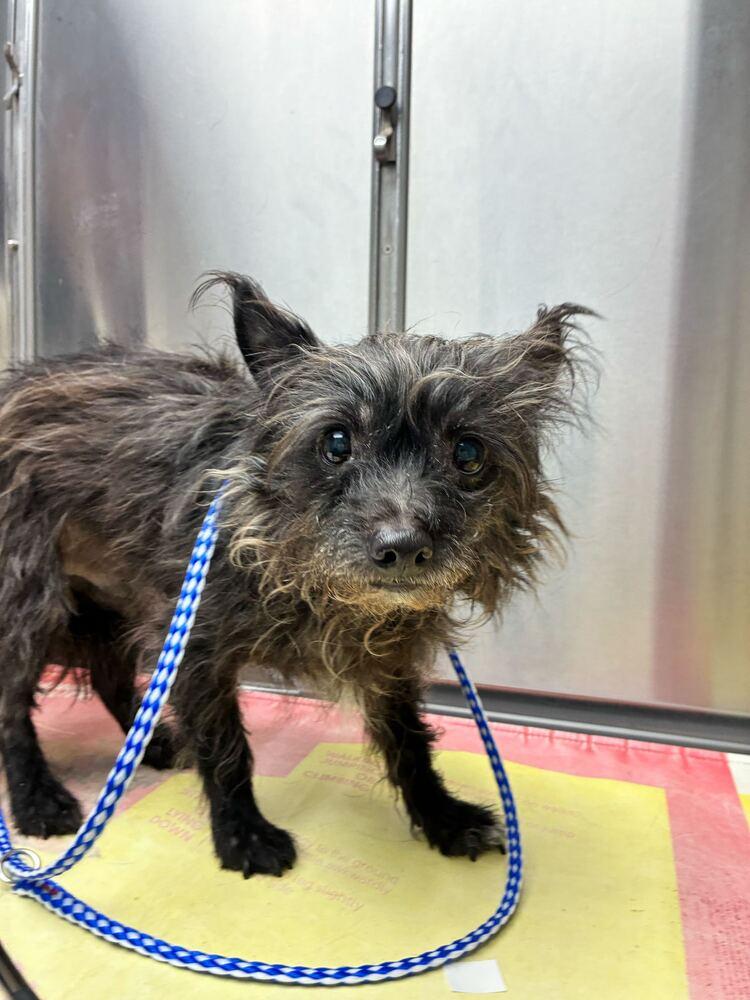 Enlarge Toto, a Adoptable Terrier in Marietta, GA image 2/5