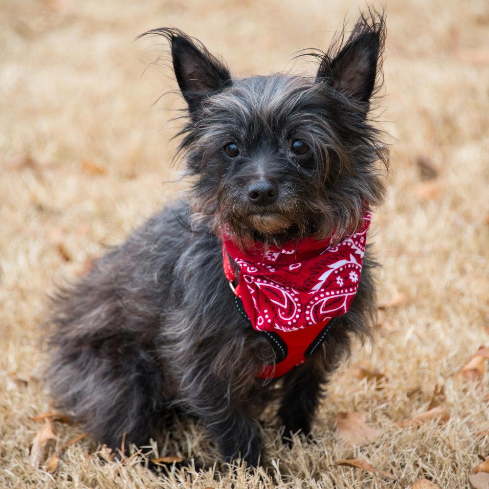 Enlarge Toto, a Adoptable Terrier in Marietta, GA image 3/5