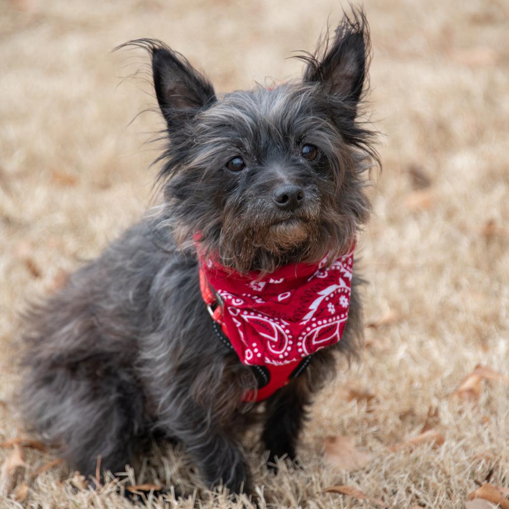 Enlarge Toto, a Adoptable Terrier in Marietta, GA image 4/5